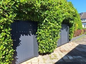 Modernes anthrazitfarbenes Gartentor aus Metall, stilvoll integriert in eine grüne Hecke. Hergestellt von KOMABUD.Modernes anthrazitfarbenes Gartentor aus Metall, stilvoll integriert in eine grüne Hecke. Hergestellt von KOMABUD.